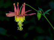 Aquilegia formosa - Columbine 14-4085